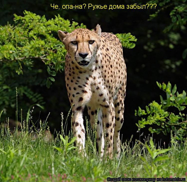 Котоматрица: Че, опа-на? Ружье дома забыл???