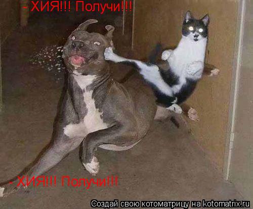 - ХИЯ!!! Получи!!! ( Кот Джеки Чан) - ХИЯ!!! Пол... Котоматрица: - ХИЯ!!! Получи!!! ( Кот Джеки Чан) - ХИЯ!!! Получи!!!