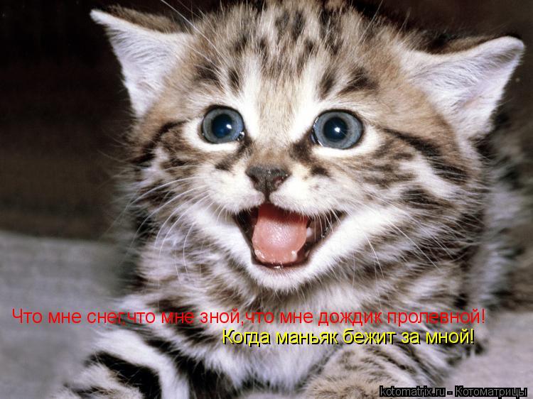 Что мне снег,что мне зной,что мне дождик пролевной! Когда маньяк бежит за мной!... Котоматрица: Что мне снег,что мне зной,что мне дождик пролевной! Когда маньяк бежит за мной!