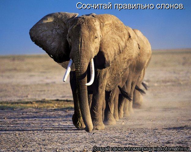 Сосчитай правильно слонов.... Котоматрица: Сосчитай правильно слонов.