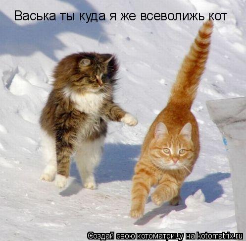 Васька ты куда я же всеволижь кот... Котоматрица: Васька ты куда я же всеволижь кот