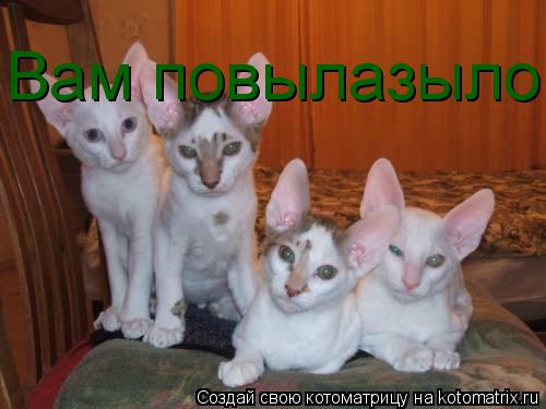 Вам повылазыло... Котоматрица: Вам повылазыло
