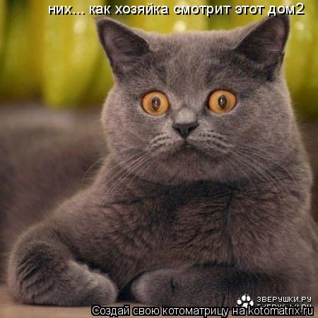 них... как хозяйка смотрит этот дом2... Котоматрица: них... как хозяйка смотрит этот дом2
