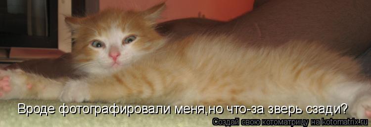 Вроде фотографировали меня,но что-за зверь сзади?... Котоматрица: Вроде фотографировали меня,но что-за зверь сзади?