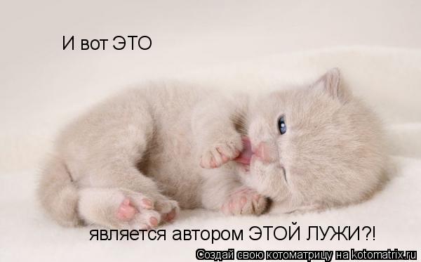 Котоматрица: И вот ЭТО является автором ЭТОЙ ЛУЖИ?!