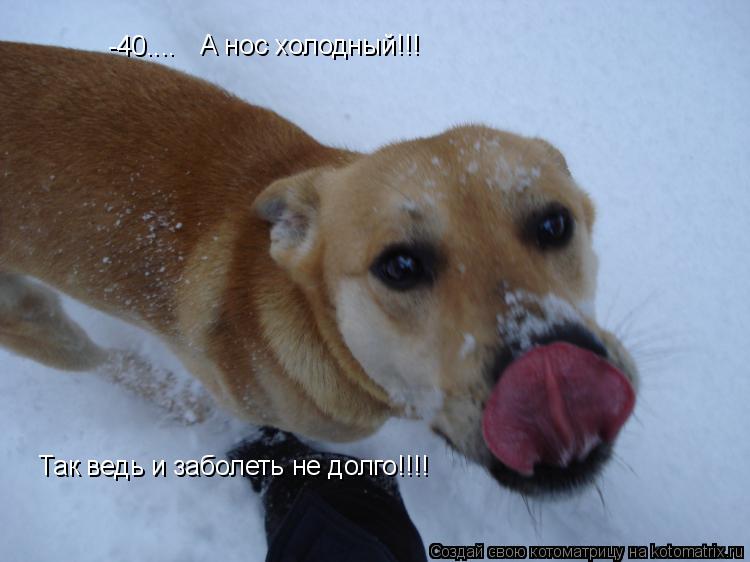 -40.... А нос холодный!!! Так ведь и заболеть не долго!!!!... Котоматрица: -40.... А нос холодный!!! Так ведь и заболеть не долго!!!!