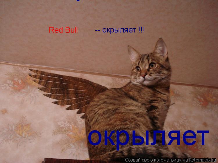 Red Bull -- окрыляет !!! окрыляет !!! окрыляет !!!... Котоматрица: Red Bull -- окрыляет !!! окрыляет !!! окрыляет !!!