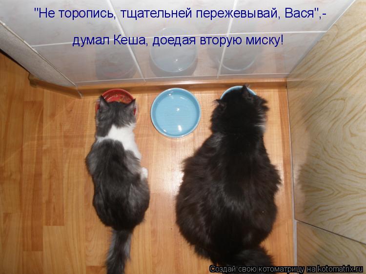 "Не торопись, тщательней пережевывай, Вася",- думал Кеша, доедая вторую миску!... Котоматрица: "Не торопись, тщательней пережевывай, Вася",- думал Кеша, доедая вторую миску!