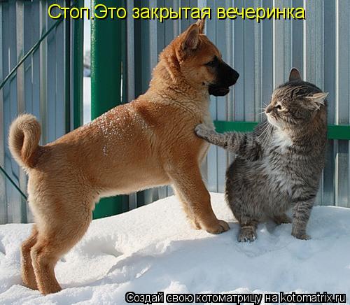 Стоп.Это закрытая вечеринка... Котоматрица: Стоп.Это закрытая вечеринка