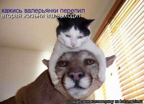 Котоматрица: кажись валерьянки перепил вторая жизьни аш выходит