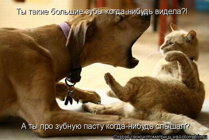 Ты такие большие зубы когда-нибудь видела?! А ты про зубную пасту когда-нибудь слышал?... Котоматрица: Ты такие большие зубы когда-нибудь видела?! А ты про зубную пасту когда-нибудь слышал?
