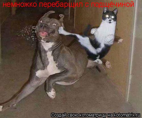 Котоматрица: немножко перебарщил с подщёчиной