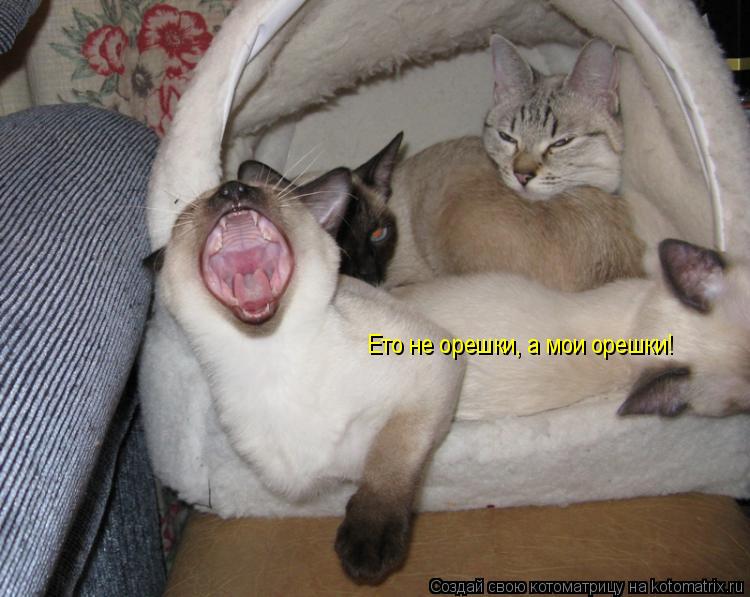 Котоматрица: Ето не орешки, а мои орешки!