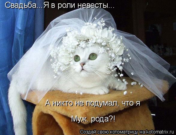 Котоматрица: Свадьба...Я в роли невесты... А никто не подумал, что я  Муж. рода?!