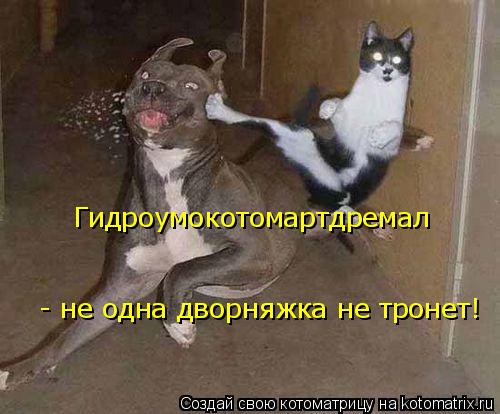 Котоматрица: Гидроумокотомартдремал - не одна дворняжка не тронет!