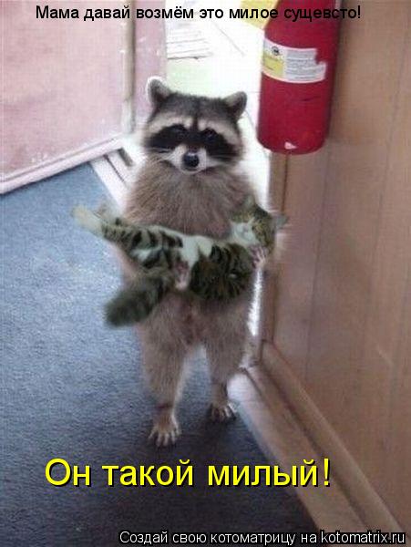 Мама давай возмём это милое сущевсто! Он такой милый!... Котоматрица: Мама давай возмём это милое сущевсто! Он такой милый!