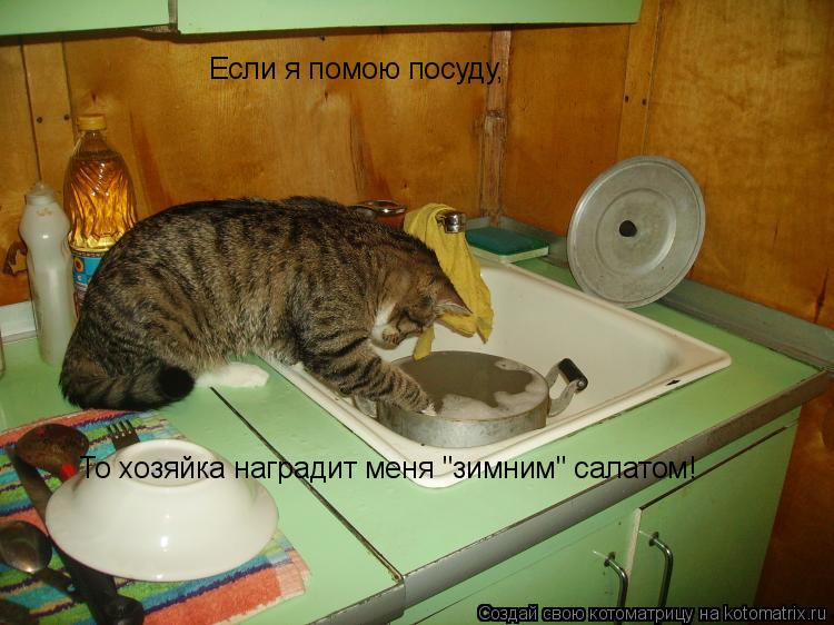 Если я помою посуду, То хозяйка наградит меня "зимним" салатом!... Котоматрица: Если я помою посуду, То хозяйка наградит меня "зимним" салатом!