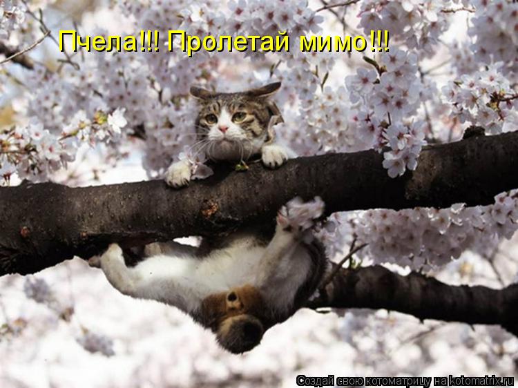 Пчела!!! Пролетай мимо!!!... Котоматрица: Пчела!!! Пролетай мимо!!!