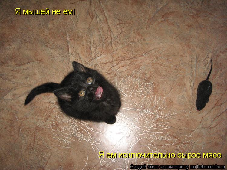 Я мышей не ем! Я ем исключительно сырое мясо... Котоматрица: Я мышей не ем! Я ем исключительно сырое мясо