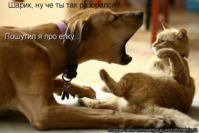 Пошутил я про елку... Шарик, ну че ты так разорался?... Котоматрица: Пошутил я про елку... Шарик, ну че ты так разорался?