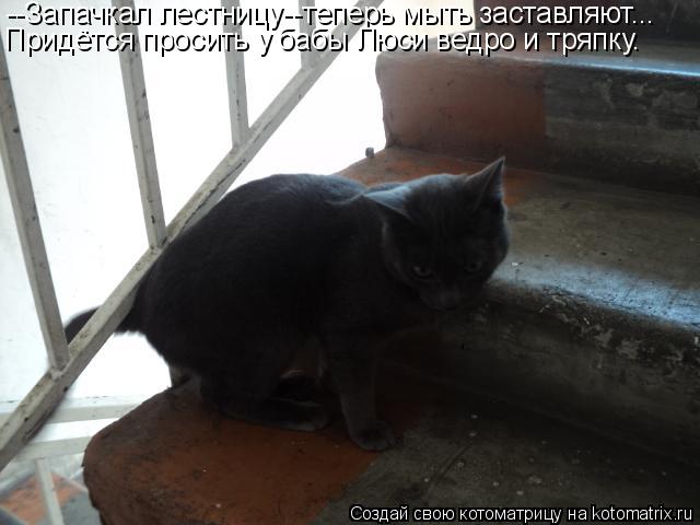 --Запачкал лестницу--теперь мыть заставляют... Придётся просить у бабы Люси ведро и тряпку.... Котоматрица: --Запачкал лестницу--теперь мыть заставляют... Придётся просить у бабы Люси ведро и тряпку.