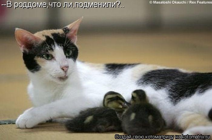 --В роддоме,что ли,подменили?..... Котоматрица: --В роддоме,что ли,подменили?..