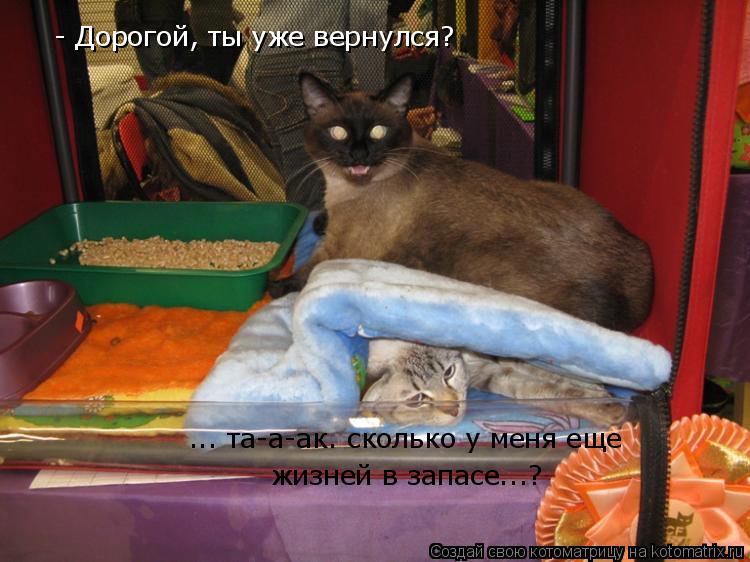 - Дорогой, ты уже вернулся? жизней в запасе...? ... та-а-ак. сколько у меня еще... Котоматрица: - Дорогой, ты уже вернулся? жизней в запасе...? ... та-а-ак. сколько у меня еще