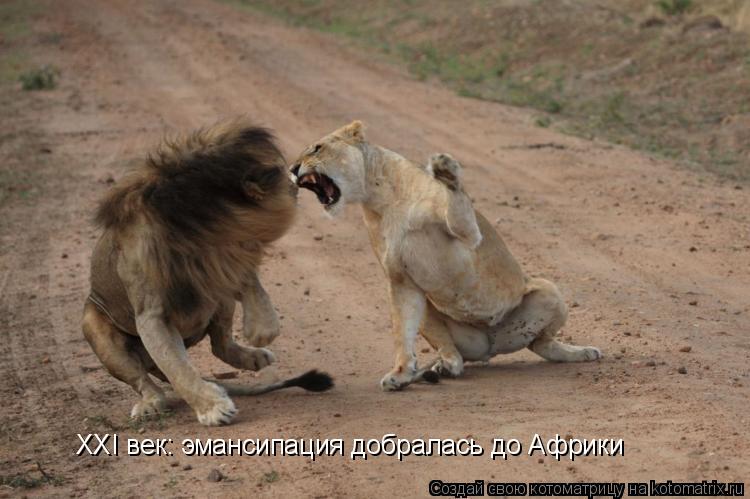 XXI век: эмансипация добралась до Африки... Котоматрица: XXI век: эмансипация добралась до Африки