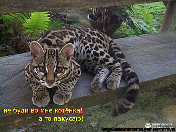 не буди во мне котёнка! а то пакусаю! не буди во мне котёнка!... Котоматрица: не буди во мне котёнка! а то пакусаю! не буди во мне котёнка!