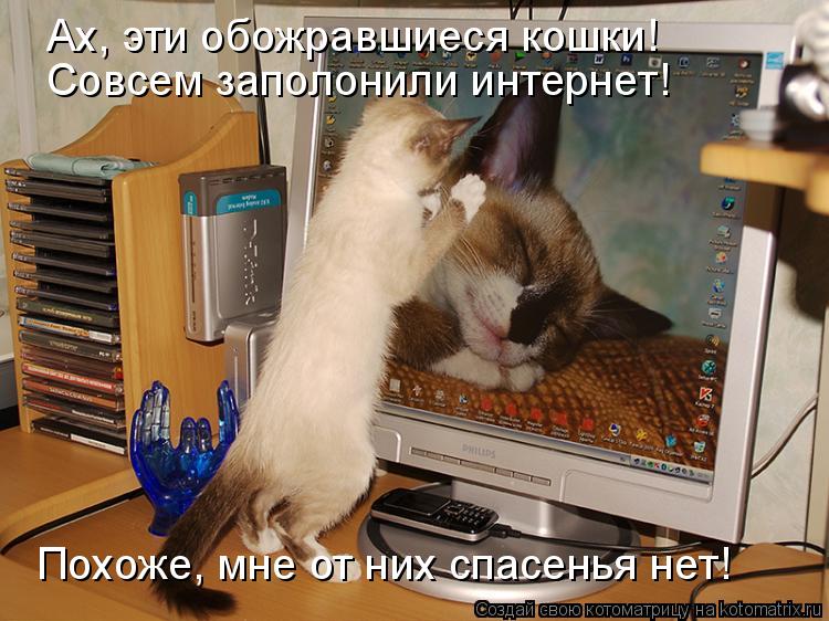 Ах, эти обожравшиеся кошки! Совсем заполонили интернет! Похоже, мне от них спасенья нет!... Котоматрица: Ах, эти обожравшиеся кошки! Совсем заполонили интернет! Похоже, мне от них спасенья нет!