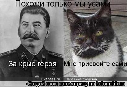 Похожи только мы усами За крыс героя Мне присвойте сами... Котоматрица: Похожи только мы усами За крыс героя Мне присвойте сами