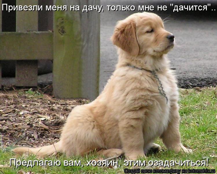 Предлагаю вам, хозяин, этим озадачиться! Привезли меня на дачу, только мне не "дачится"...... Котоматрица: Предлагаю вам, хозяин, этим озадачиться! Привезли меня на дачу, только мне не "дачится"...