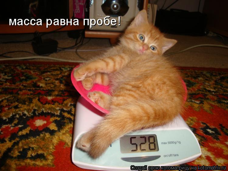 масса равна пробе!... Котоматрица: масса равна пробе!