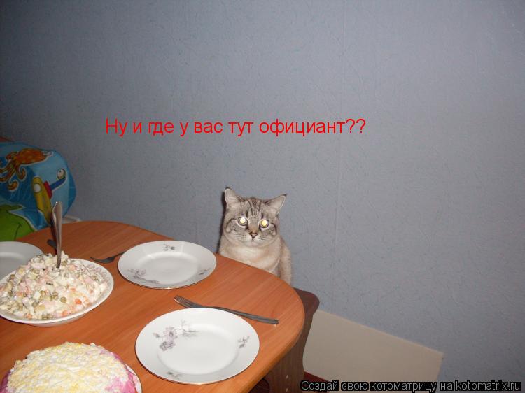 Ну и где у вас тут официант??... Котоматрица: Ну и где у вас тут официант??