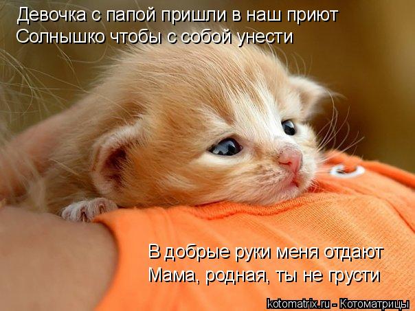 В добрые руки меня отдают Девочка с папой пришли в наш приют Солнышко чтобы с собой унести Мама, родн... Котоматрица: В добрые руки меня отдают Девочка с папой пришли в наш приют Солнышко чтобы с собой унести Мама, родная, ты не грусти