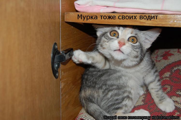 Мурка тоже своих водит... Котоматрица: Мурка тоже своих водит
