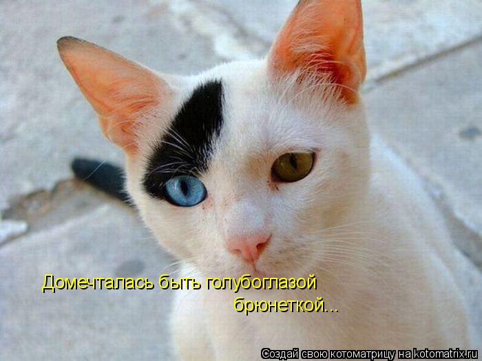 Домечталась быть голубоглазой брюнеткой...... Котоматрица: Домечталась быть голубоглазой брюнеткой...