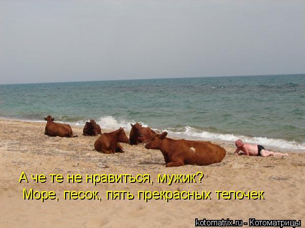 А че те не нравиться, мужик? Море, песок, пять прекрасных телочек... Котоматрица: А че те не нравиться, мужик? Море, песок, пять прекрасных телочек