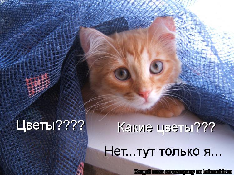 Цветы???? Какие цветы??? Нет...тут только я...... Котоматрица: Цветы???? Какие цветы??? Нет...тут только я...