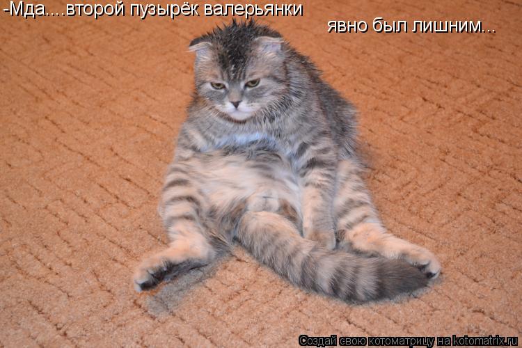 -Мда....второй пузырёк валерьянки явно был лишним...... Котоматрица: -Мда....второй пузырёк валерьянки явно был лишним...