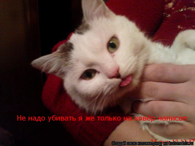 Не надо убивать я же только на ковёр написел... Котоматрица: Не надо убивать я же только на ковёр написел