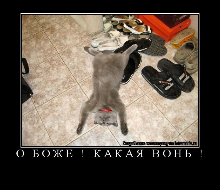 О БОЖЕ ! Какая вонь ! ... Котоматрица: О БОЖЕ ! Какая вонь !