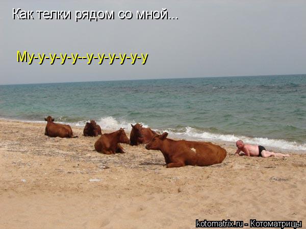 Как телки рядом со мной... Му-у-у-у-у--у-у-у-у-у-у... Котоматрица: Как телки рядом со мной... Му-у-у-у-у--у-у-у-у-у-у