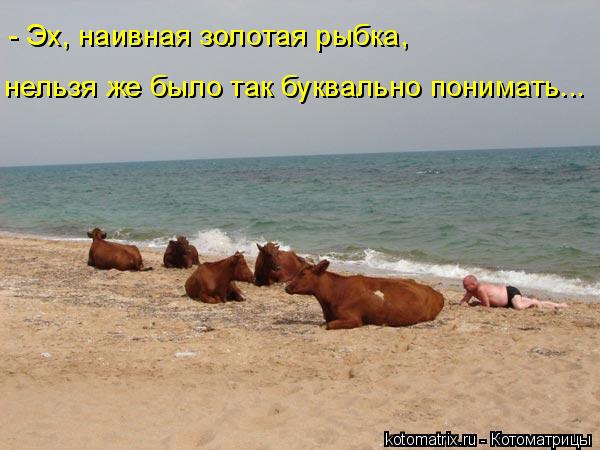 - Эх, наивная золотая рыбка, нельзя же было так буквально понимать...... Котоматрица: - Эх, наивная золотая рыбка, нельзя же было так буквально понимать...