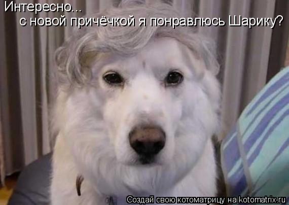 Интересно... с новой причёчкой я понравлюсь Шарику?... Котоматрица: Интересно... с новой причёчкой я понравлюсь Шарику?