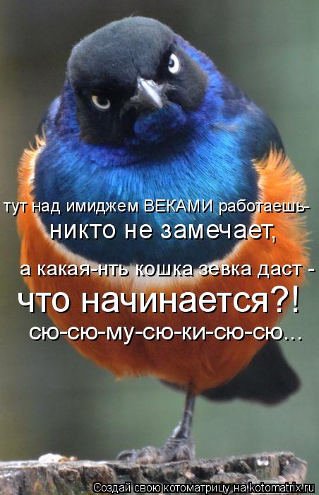никто не замечает, сю-сю-му-сю-ки-сю-сю... что начинается?! а какая-нть кошка зевка даст - тут над им... Котоматрица: никто не замечает, сю-сю-му-сю-ки-сю-сю... что начинается?! а какая-нть кошка зевка даст - тут над имиджем ВЕКАМИ работаешь-