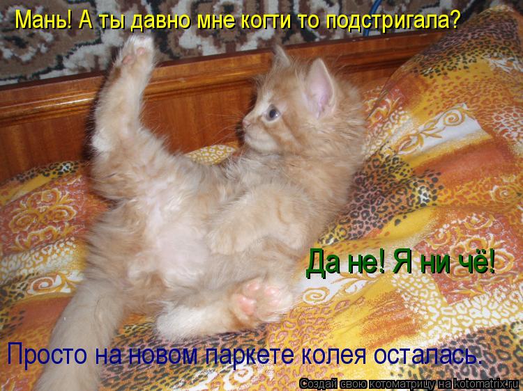 Мань! А ты давно мне когти то подстригала? Да не! Я ни чё! Просто на новом паркете колея осталась.... Котоматрица: Мань! А ты давно мне когти то подстригала? Да не! Я ни чё! Просто на новом паркете колея осталась.