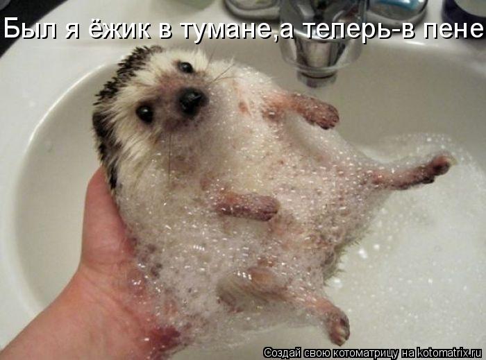 Был я ёжик в тумане,а теперь-в пене...... Котоматрица: Был я ёжик в тумане,а теперь-в пене...