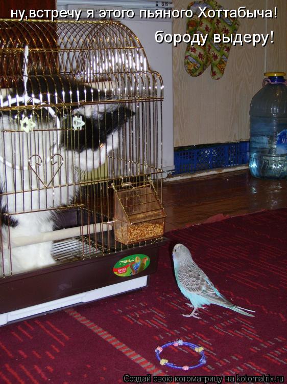 ну,встречу я этого пьяного Хоттабыча! бороду выдеру!... Котоматрица: ну,встречу я этого пьяного Хоттабыча! бороду выдеру!
