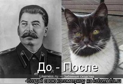 До - После... Котоматрица: До - После